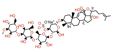 24-Dehydroechinoside A